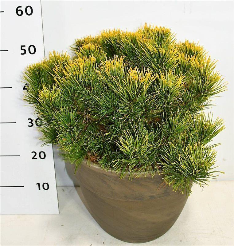 Горшечные цветы и растения оптом Pinus Strobus Macopin In Terra Cotta A от 1шт из Голландии с доставкой по России