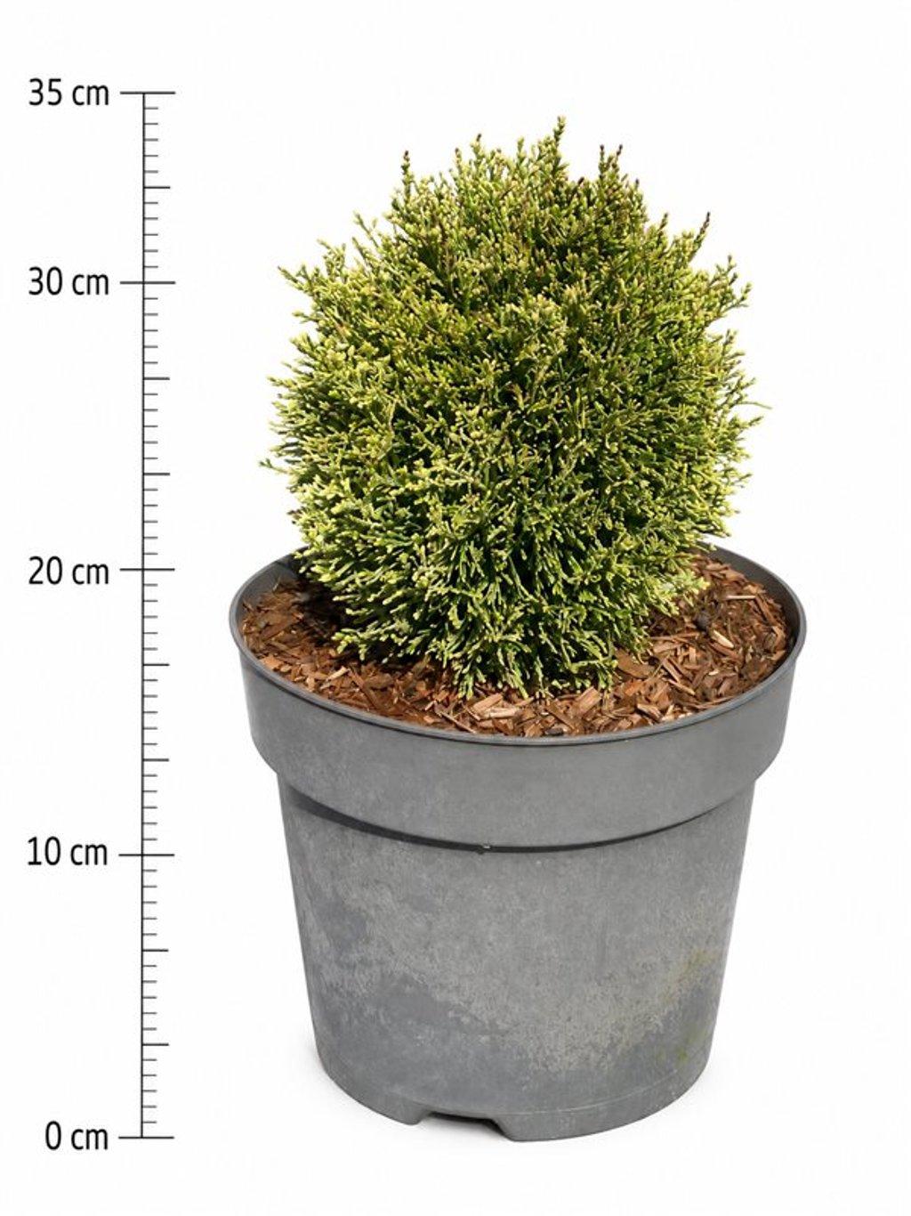 Горшечные цветы и растения оптом Thuja Occ. miss Frosty от 1шт из Голландии с доставкой по России