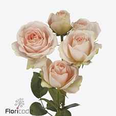 Срезанные цветы оптом Rosa sp tender blossoms от 12шт из Голландии с доставкой по России