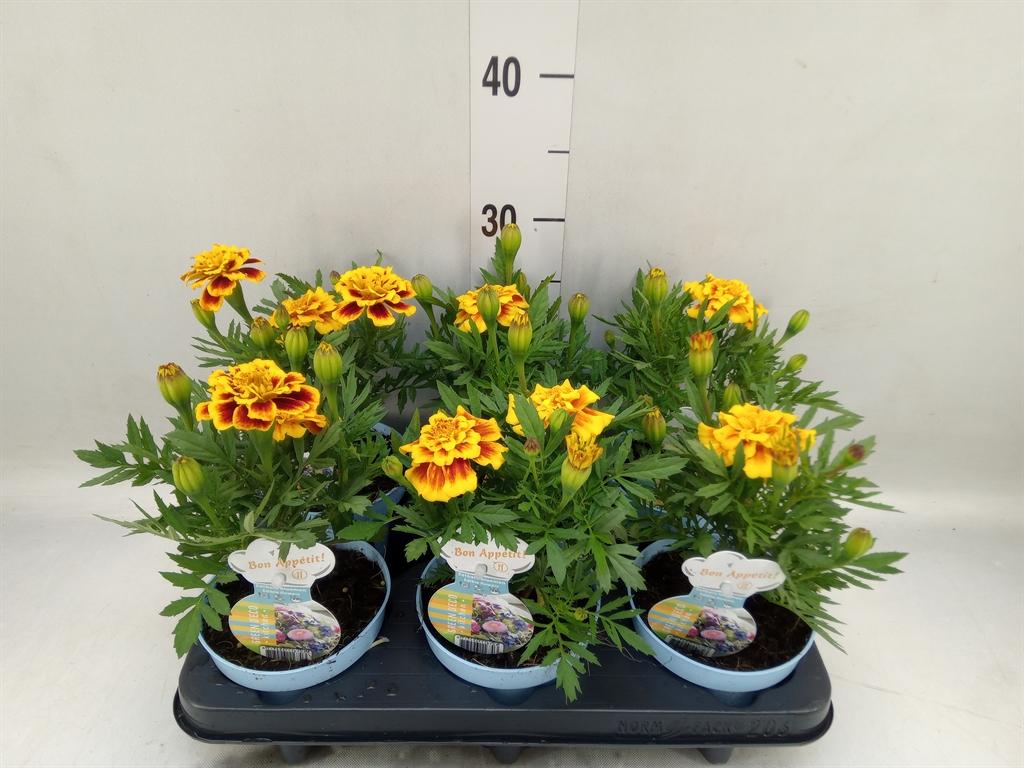 Горшечные цветы и растения оптом Tagetes Patula   ... от 6шт из Голландии с доставкой по России