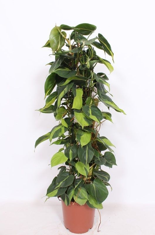 Горшечные цветы и растения оптом Philodendron Scandens Brasil от 1шт из Голландии с доставкой по России