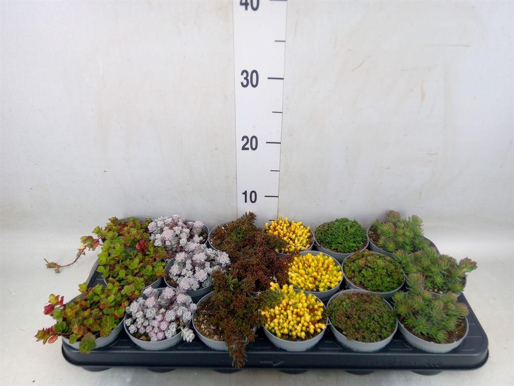 Горшечные цветы и растения оптом Sedum   ... от 18шт (для телеги) из Голландии с доставкой по России