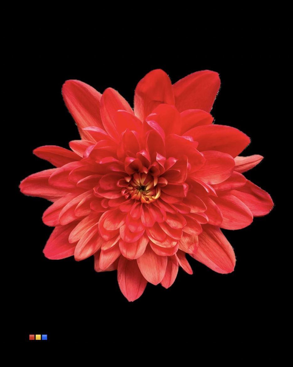 Срезанные цветы оптом Chrys sp paint euro autumn от 40шт из Голландии с доставкой по России