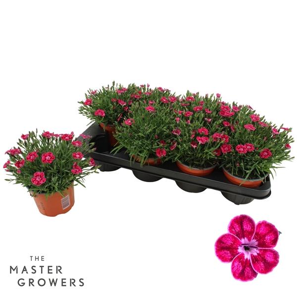 Горшечные цветы и растения оптом Dianthus Pillow Pink от 8шт из Голландии с доставкой по России Горшечные цветы и растения оптом Dianthus Pillow Pink от 8шт из Голландии с доставкой по России