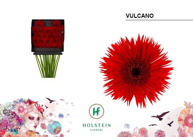 Срезанные цветы оптом Germini diamond gerspider vulcano от 20шт из Голландии с доставкой по России