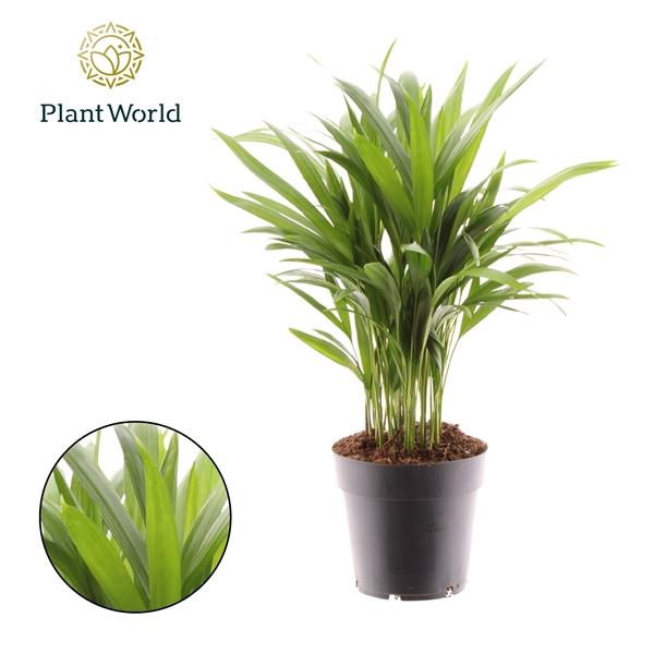 Горшечные цветы и растения оптом Dypsis Lutescens от 7шт из Голландии с доставкой по России