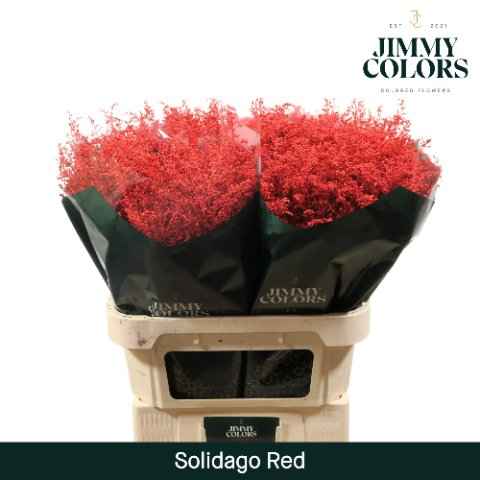 Срезанные цветы оптом Solidago paint red от 25шт из Голландии с доставкой по России