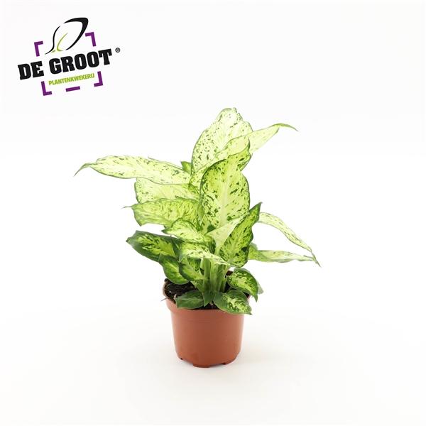 Горшечные цветы и растения оптом Dieffenbachia Amy от 10шт из Голландии с доставкой по России