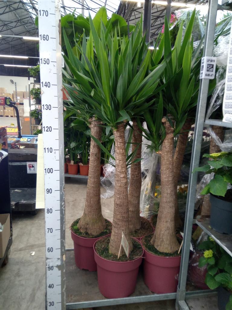 Горшечные цветы и растения оптом Yucca Maya Tree от 1шт из Голландии с доставкой по России