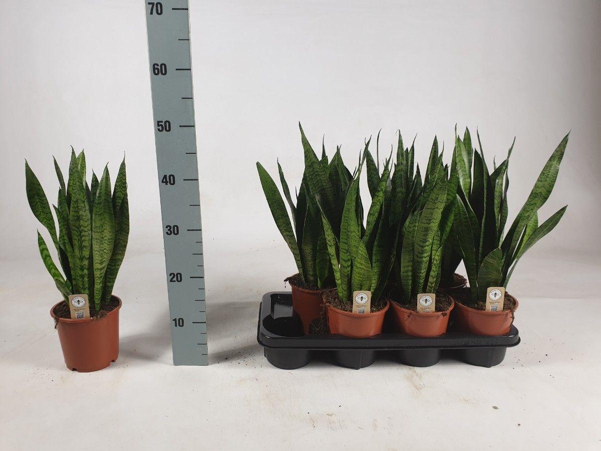 Горшечные цветы и растения оптом Sansev Zey от 7шт из Голландии с доставкой по России