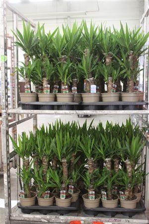 Горшечные цветы и растения оптом Yucca 45-20 2+ от 6шт из Голландии с доставкой по России