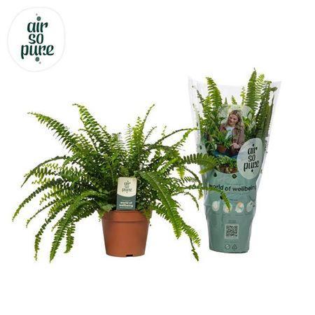 Горшечные цветы и растения оптом Nephrolepis Green Lady - Air So Pur P12 от 6шт из Голландии с доставкой по России
