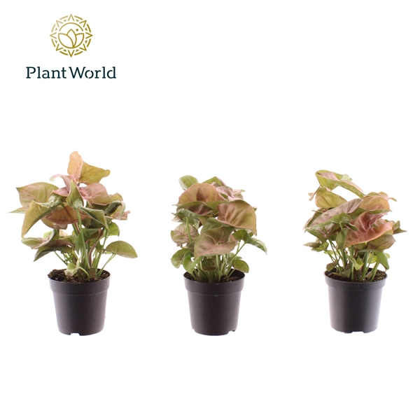 Горшечные цветы и растения оптом Syngonium Neon Robusta (decorum) от 16шт (для телеги) из Голландии с доставкой по России