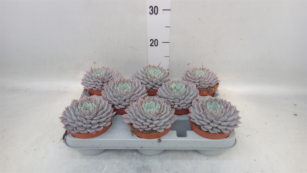 Горшечные цветы и растения оптом Echeveria Cuspidata от 8шт из Голландии с доставкой по России