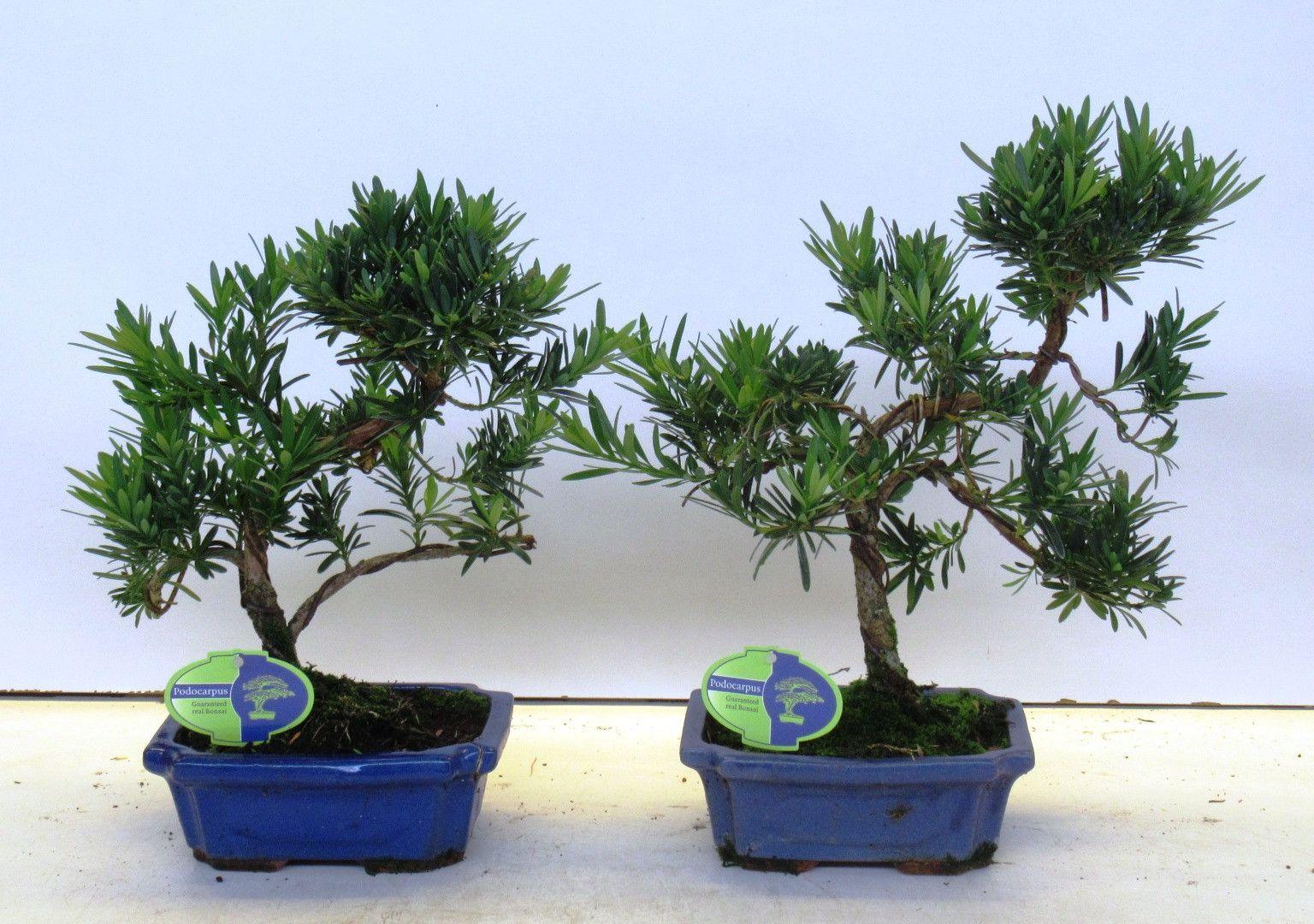 Горшечные цветы и растения оптом Bonsai Podocarpus Macrophyllus, With от 5шт из Голландии с доставкой по России