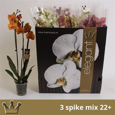 Горшечные цветы и растения оптом Phal Gem 7 Kl 3 Branches 22+ от 12шт из Голландии с доставкой по России