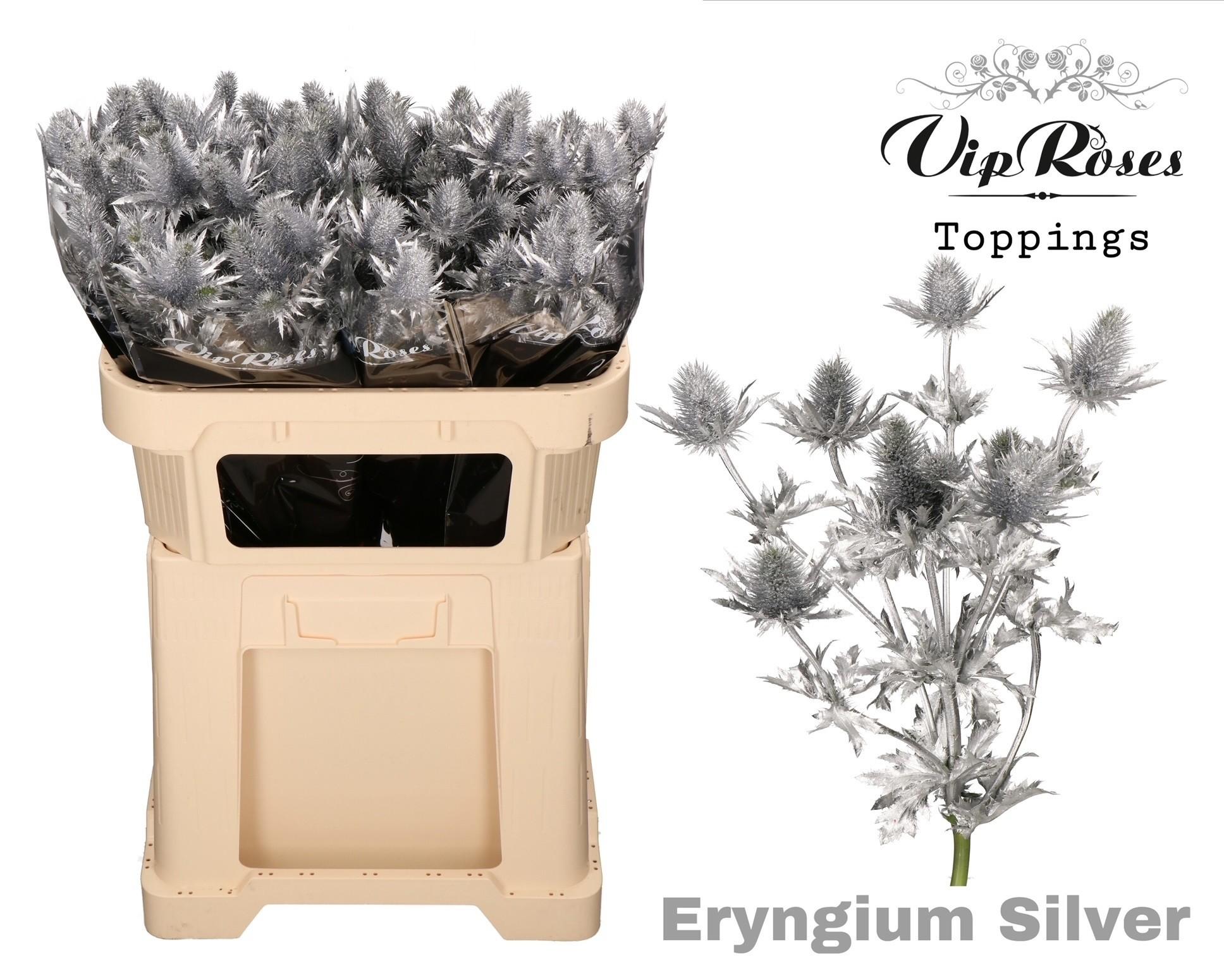 Срезанные цветы оптом Eryngium supernova paint silver от 20шт из Голландии с доставкой по России