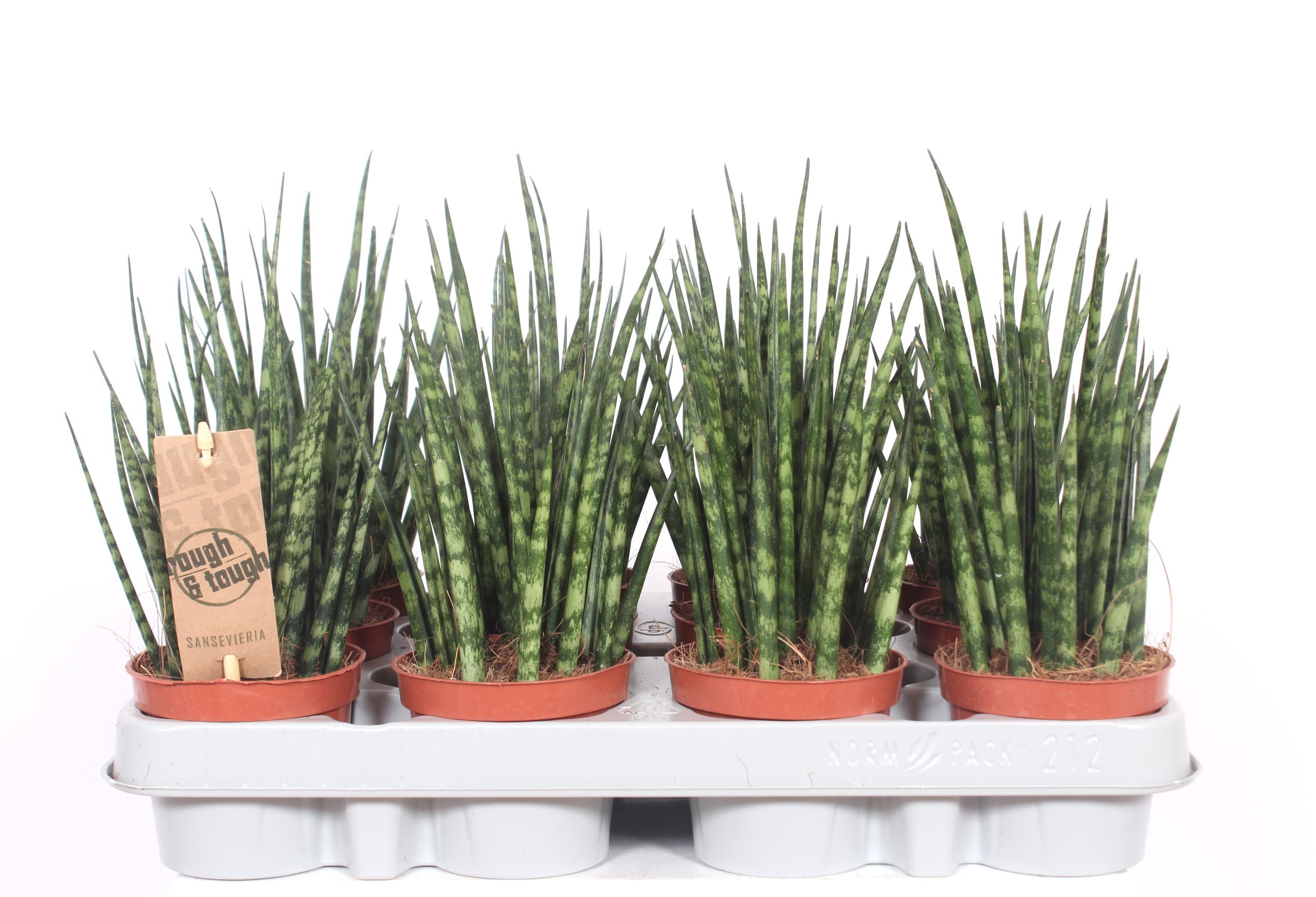 Горшечные цветы и растения оптом Sansevieria Fernwood Mikado от 12шт (для телеги) из Голландии с доставкой по России