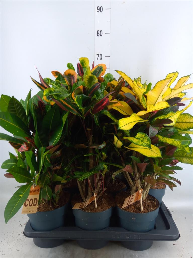 Горшечные цветы и растения оптом Codiaeum Var. Kl   ...mix 2 от 6шт из Голландии с доставкой по России