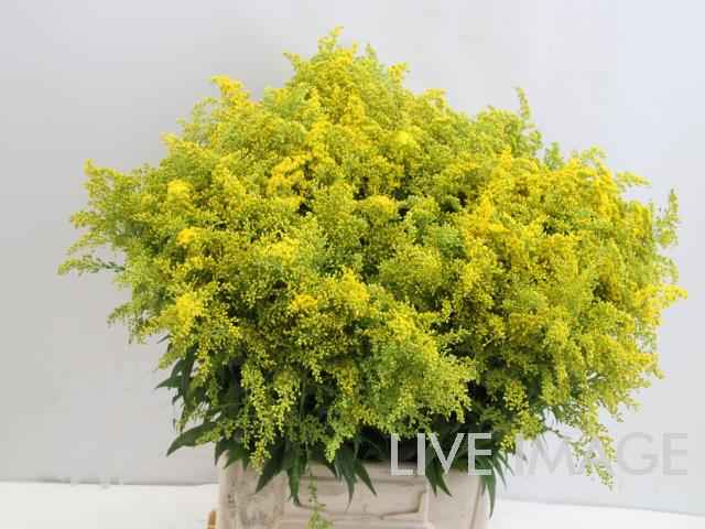 Срезанные цветы оптом Solidago per bunch от 3шт из Голландии с доставкой по России