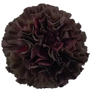 Срезанные цветы оптом Dianthus st copper extasis от 240шт из Голландии с доставкой по России