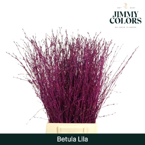 Срезанные цветы оптом Betula paint lilac от 20шт из Голландии с доставкой по России