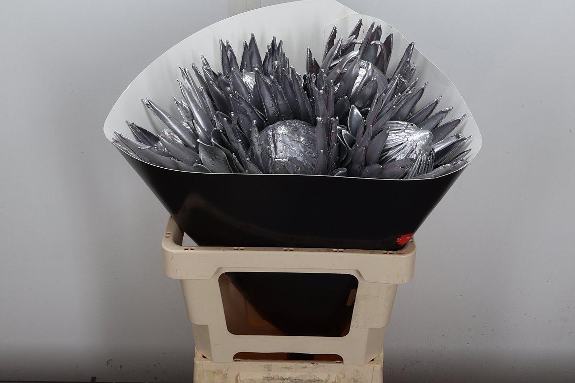 Срезанные цветы оптом Protea wax silver от 5шт из Голландии с доставкой по России