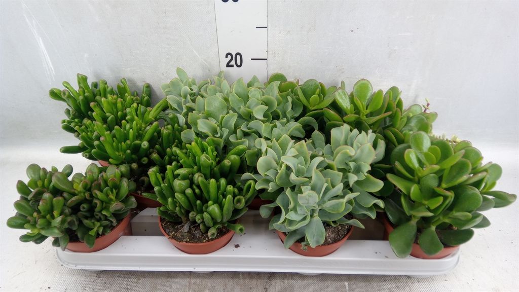 Горшечные цветы и растения оптом Crassula   ...mix от 11шт из Голландии с доставкой по России