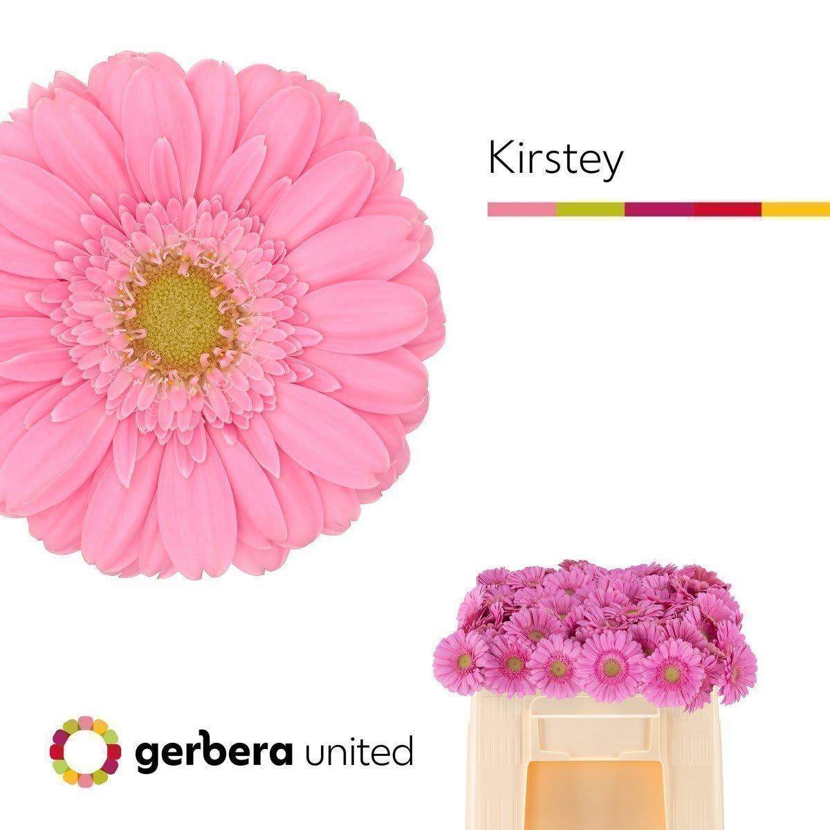 Срезанные цветы оптом Germini kirstey от 80шт из Голландии с доставкой по России