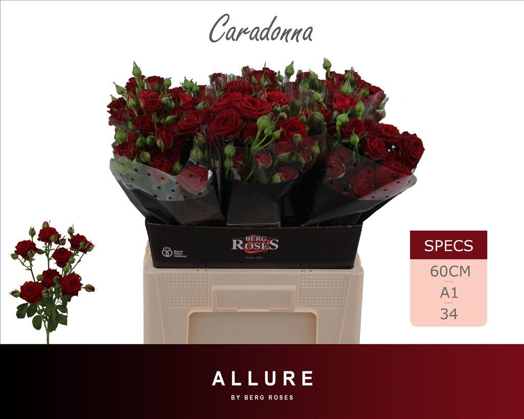 Срезанные цветы оптом Rosa tros Caradonna от 30шт из Голландии с доставкой по России