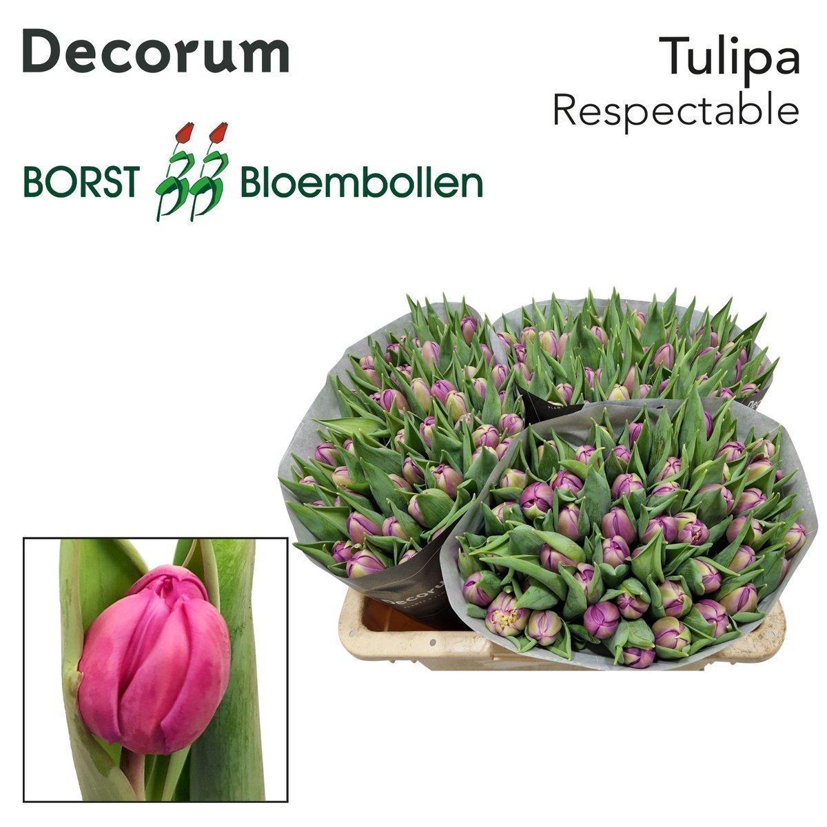 Срезанные цветы оптом Tulipa do respectable от 100шт из Голландии с доставкой по России