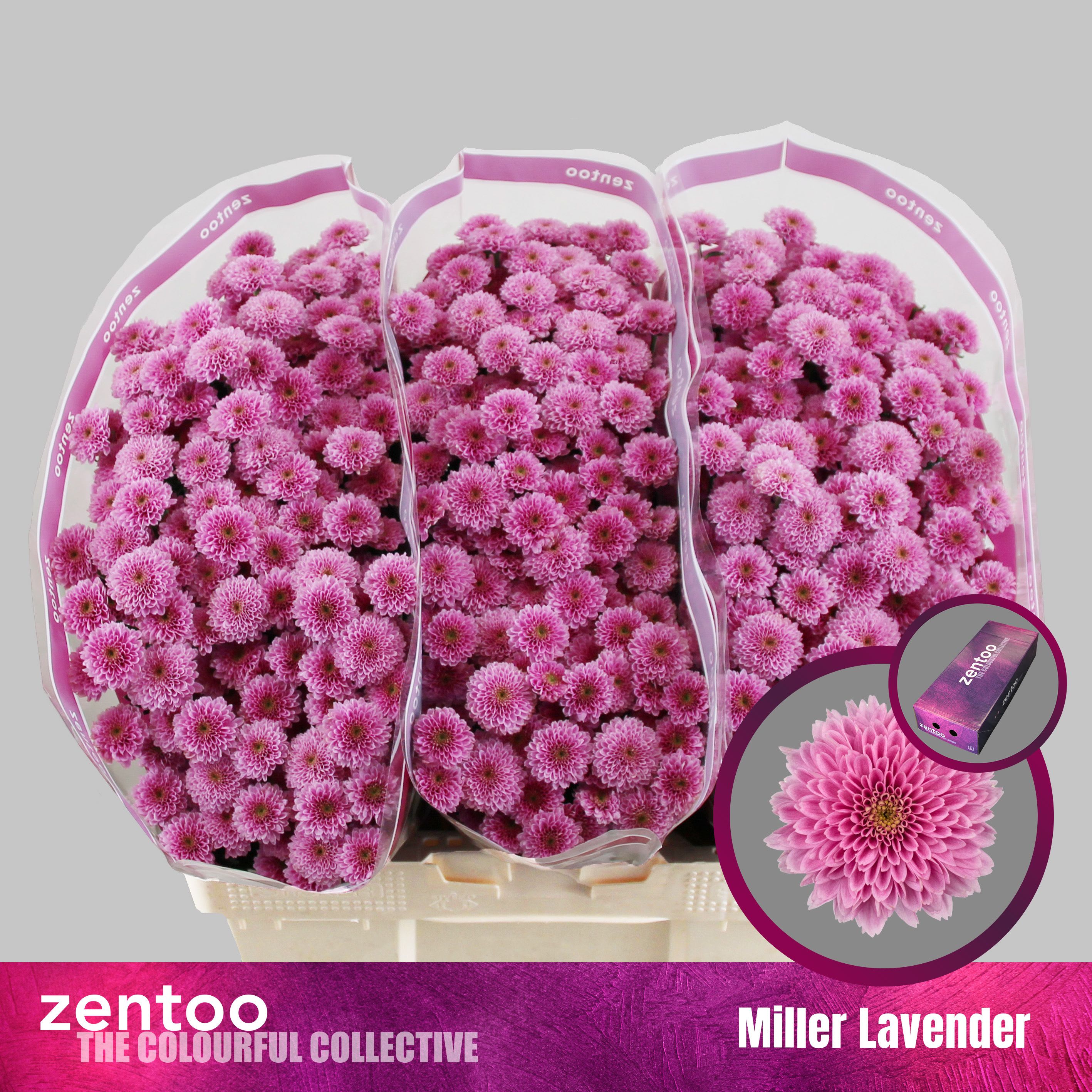 Срезанные цветы оптом Chrys sa miller lavender от 225шт из Голландии с доставкой по России
