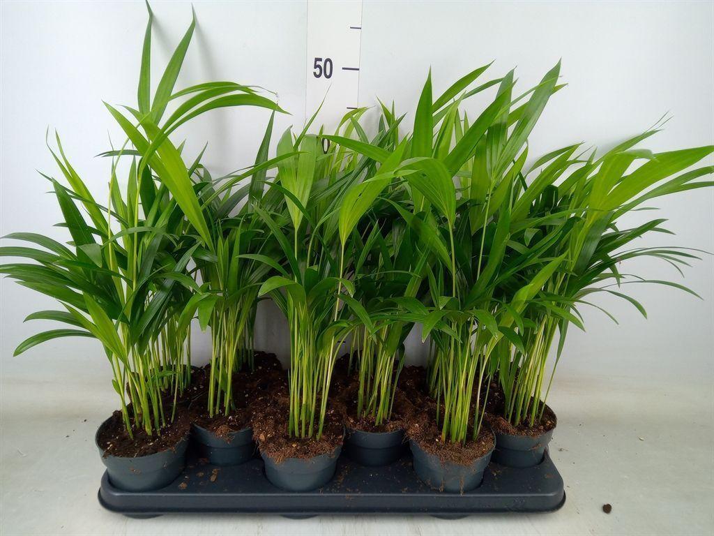 Горшечные цветы и растения оптом Dypsis Lutescens ...chrysalidoca от 12шт из Голландии с доставкой по России Горшечные цветы и растения оптом Dypsis Lutescens ...chrysalidoca от 12шт из Голландии с доставкой по России