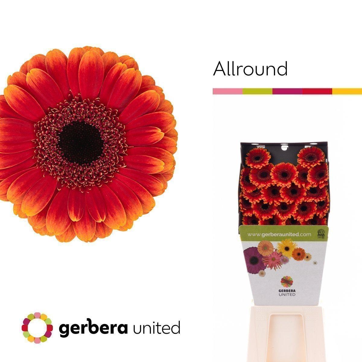 Срезанные цветы оптом Germini diamond allround от 20шт из Голландии с доставкой по России