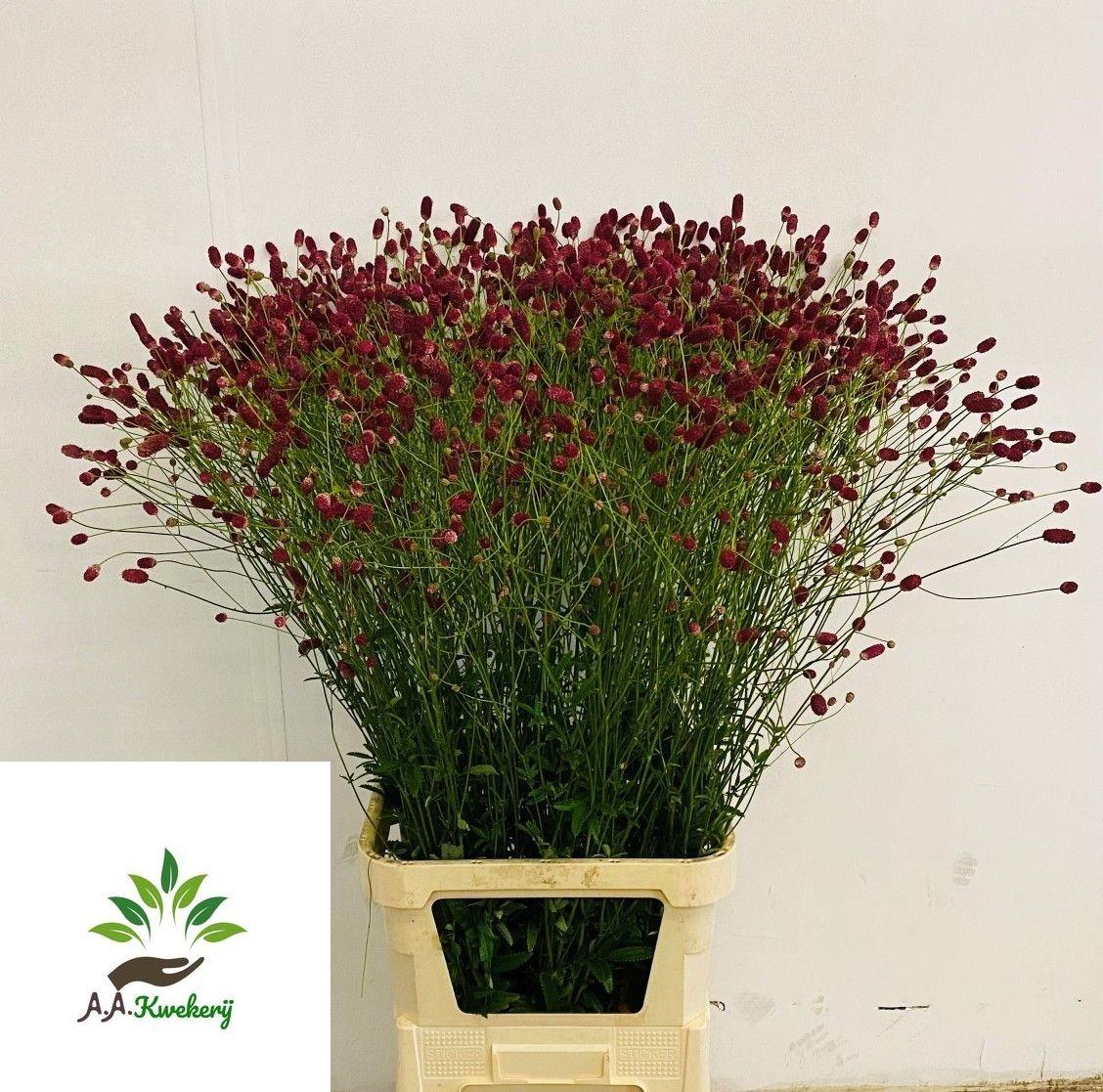 Срезанные цветы оптом Sanguisorba arnhem от 80шт из Голландии с доставкой по России