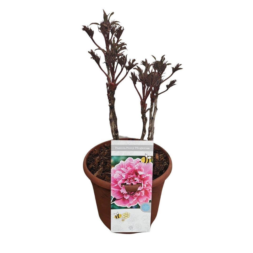 Горшечные цветы и растения оптом Paeonia Suffruticosa от 1шт из Голландии с доставкой по России