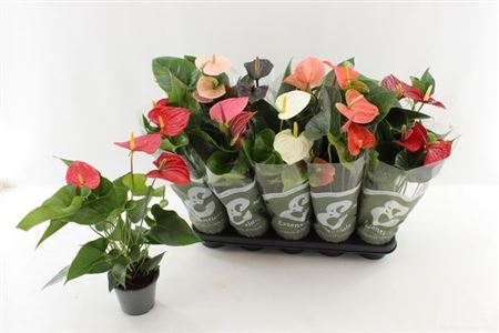 Горшечные цветы и растения оптом Anthu An Gem 4 Kl 3+ от 10шт из Голландии с доставкой по России