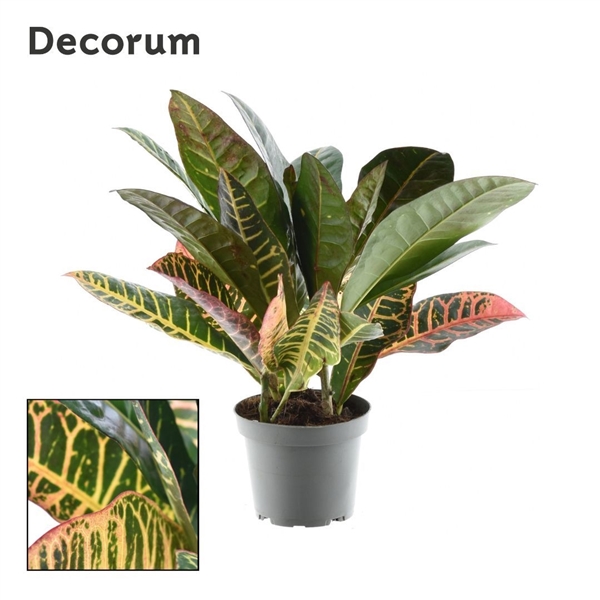 Горшечные цветы и растения оптом Codiaeum Petra 3-5 Pp (decorum) от 10шт из Голландии с доставкой по России