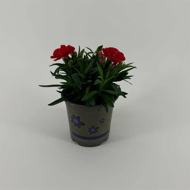 Горшечные цветы и растения оптом Dianthus Oscar Red от 12шт из Голландии с доставкой по России