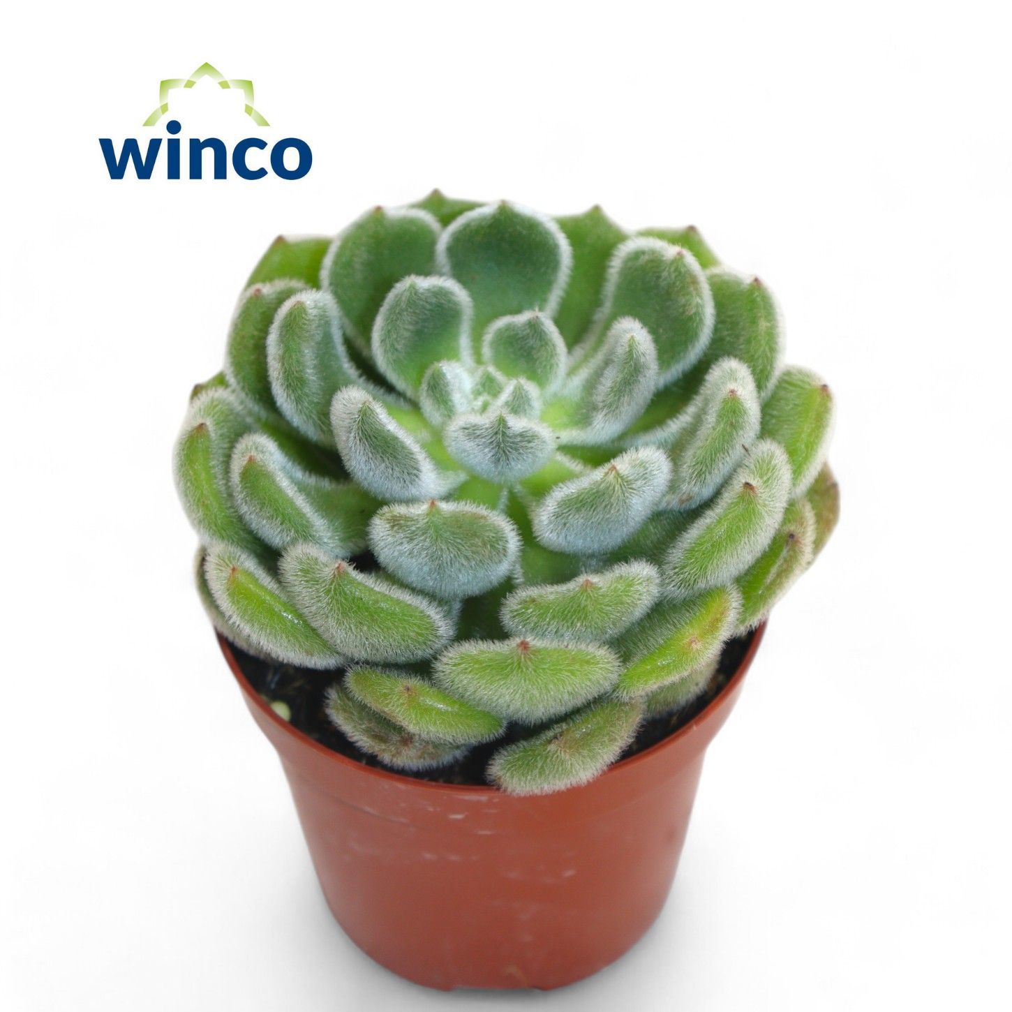 Горшечные цветы и растения оптом Echeveria Green Velvet от 18шт (для телеги) из Голландии с доставкой по России