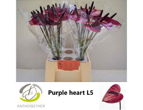 Срезанные цветы оптом Anthurium purple heart от 40шт из Голландии с доставкой по России