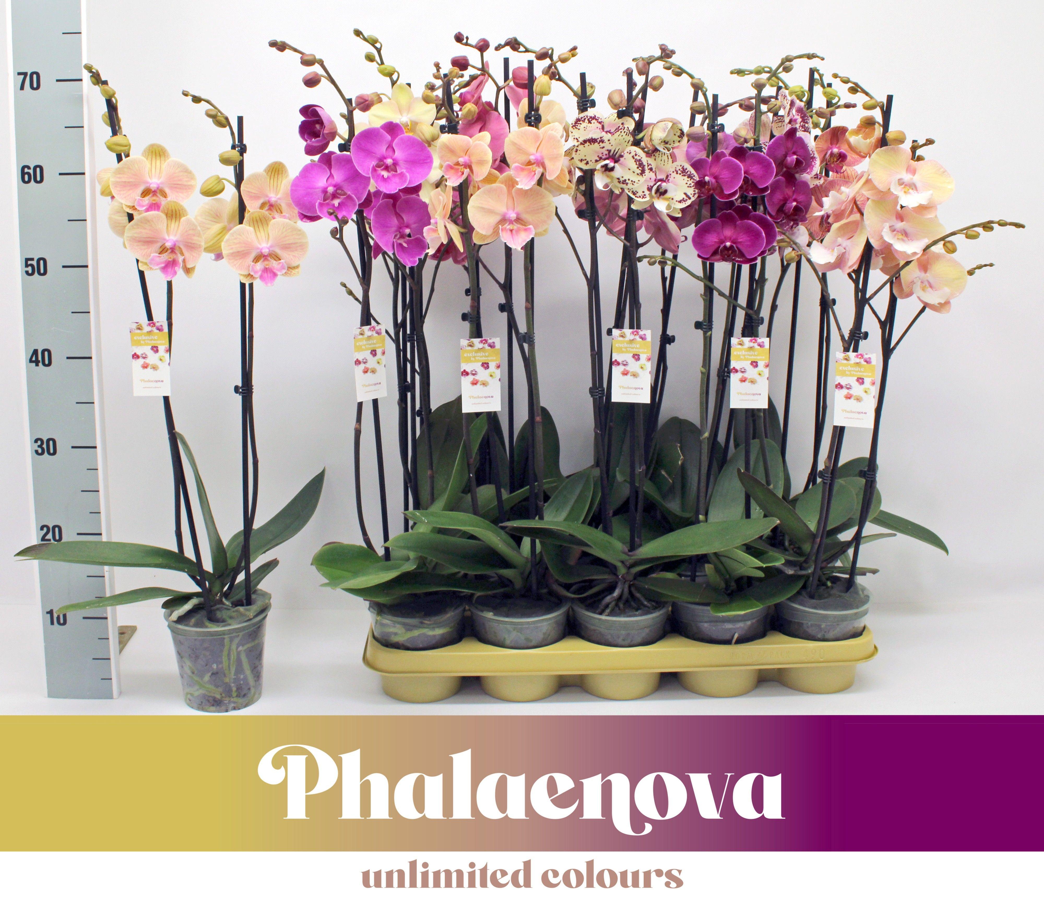 Горшечные цветы и растения оптом Phal 2st New Types Mix 16+ (phalaenova) от 10шт из Голландии с доставкой по России