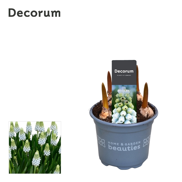 Горшечные цветы и растения оптом Muscari Esther (decorum) от 18шт из Голландии с доставкой по России