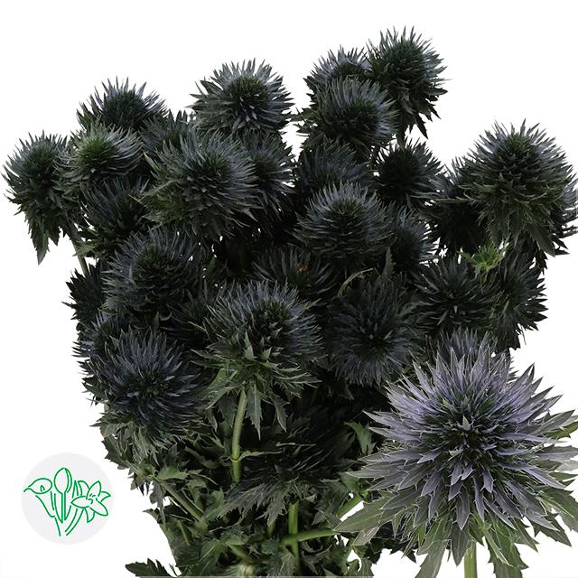 Срезанные цветы оптом Eryngium scorpius questar от 60шт. из Голландии с доставкой по России