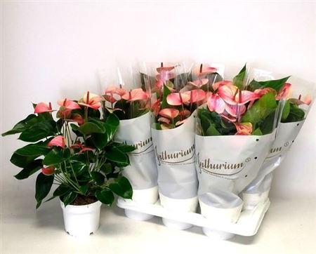 Горшечные цветы и растения оптом Anthu A Mystique 6+ от 6шт из Голландии с доставкой по России