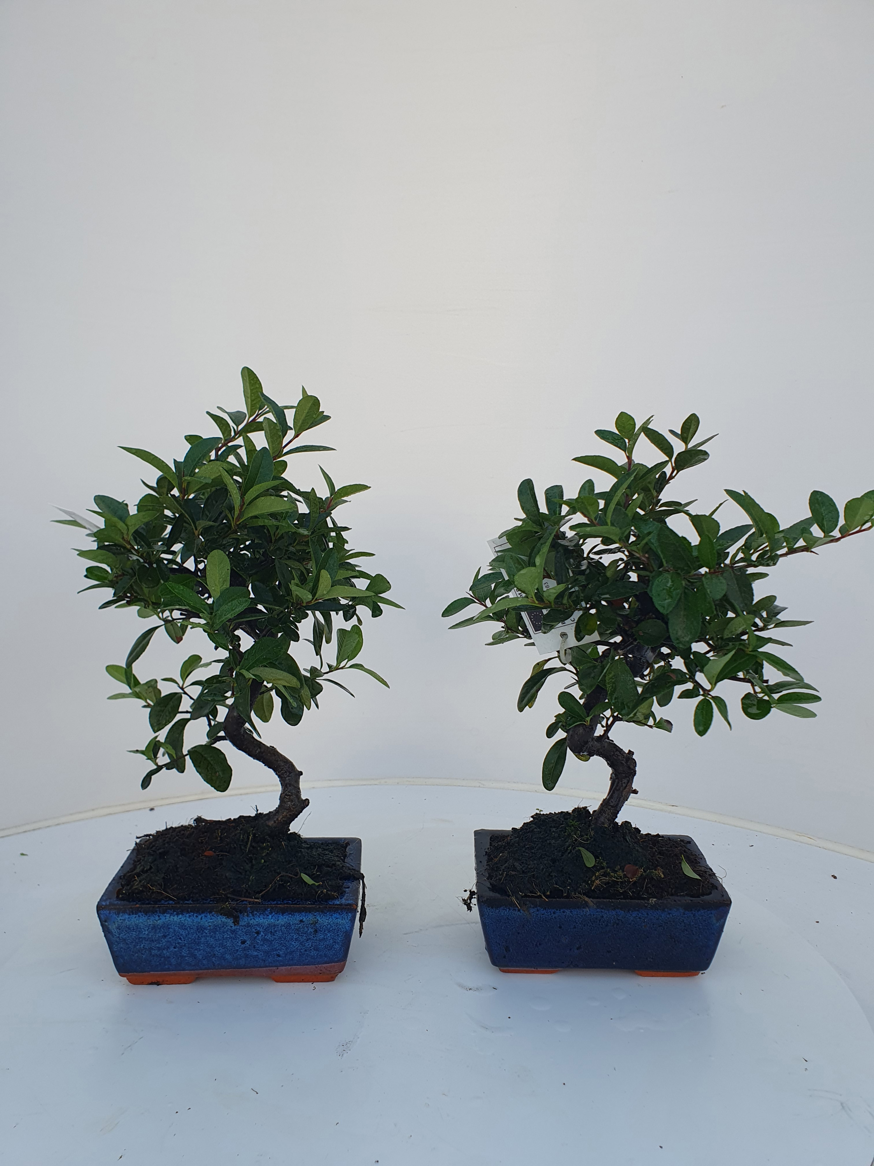 Горшечные цветы и растения оптом Pyracantha Angustifolia 15cm. от 7шт из Голландии с доставкой по России