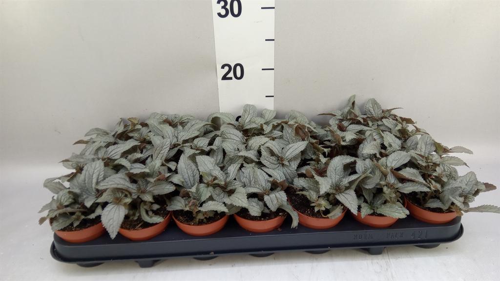 Горшечные цветы и растения оптом Pilea ellen от 21шт (для телеги) из Голландии с доставкой по России