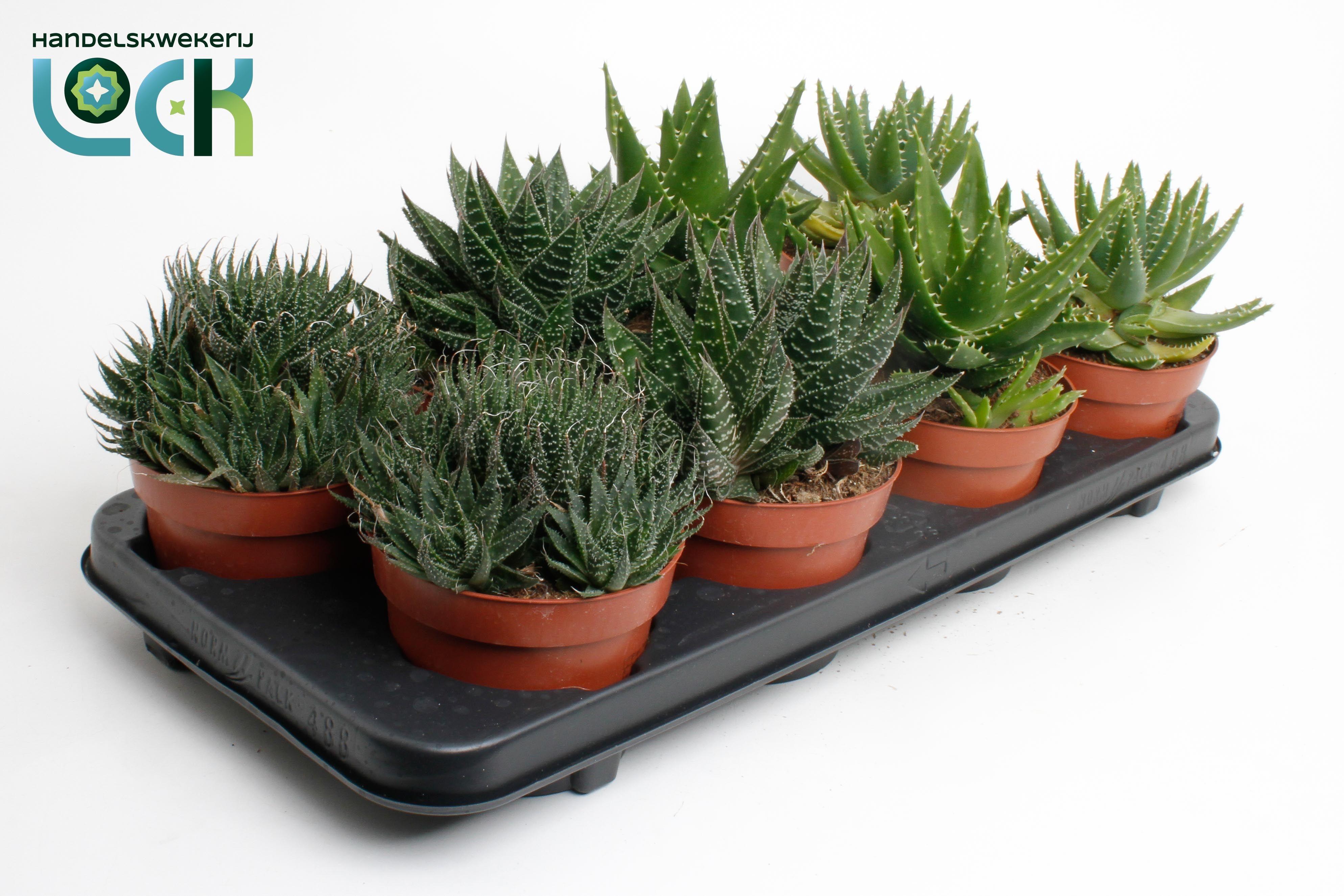 Горшечные цветы и растения оптом Aloe Gem от 6шт из Голландии с доставкой по России