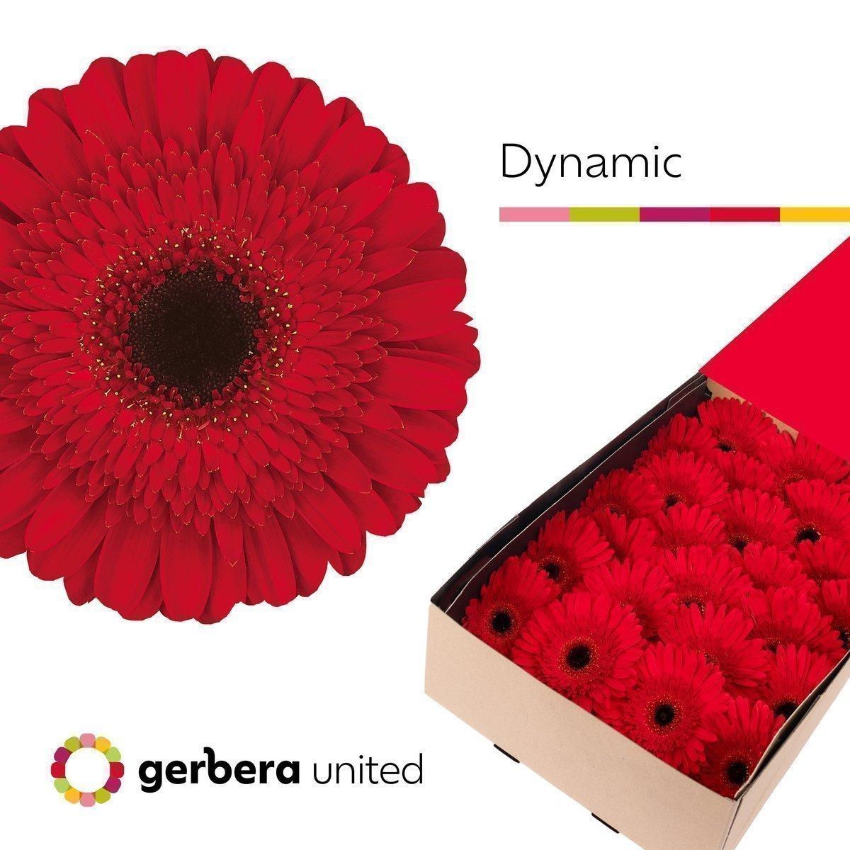 Срезанные цветы оптом Gerbera dynamic от 25шт из Голландии с доставкой по России