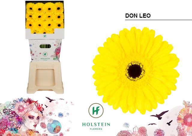 Срезанные цветы оптом Gerbera diamond don leo от 45шт. из Голландии с доставкой по России